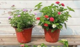 原神最新衣服爆料视频,时尚与魔力的完美融合，探索神秘角色服饰背后的故事